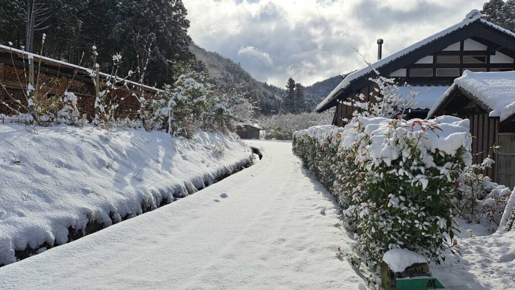 美山「雪のMトレールコース」の美しい森の写真