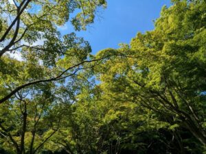 木々の葉に太陽の光が綺麗に透き通っている夏の青空。