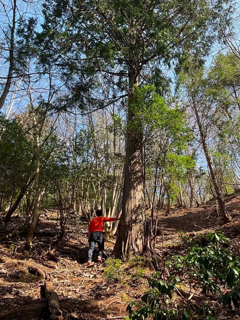Yasushi with a tree - 製材機の導入ならMSコーポレーション|ウッドマイザー正規代理店・小型〜大型油圧式 「手入れが行き届いていない森」や「課題のある現場」に実際に足を運び、木に触れ、森の声を聴いている姿